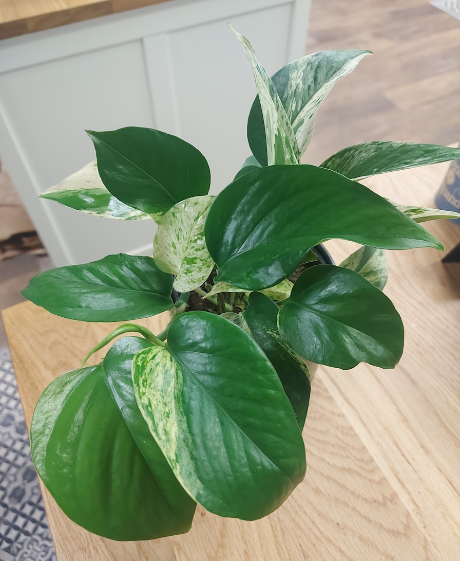Epipremnum alias Scindapsus ou Pothos Marble Queen