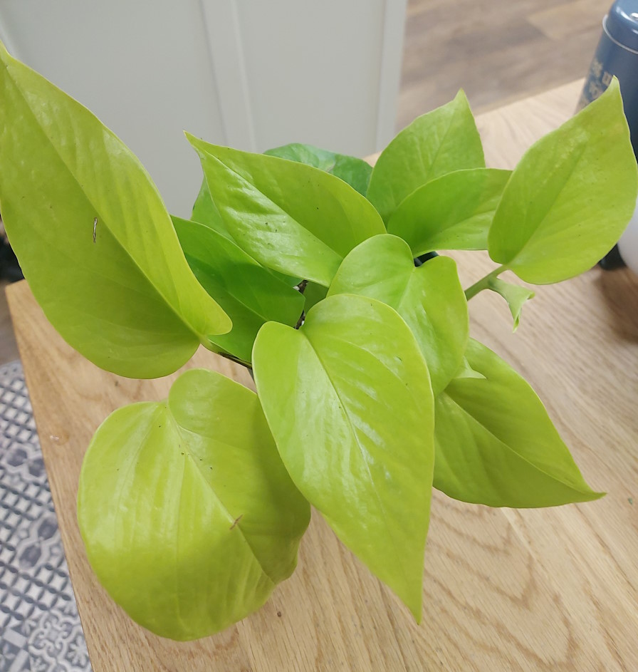 Epipremnum alias Scindapsus ou Pothos Neon