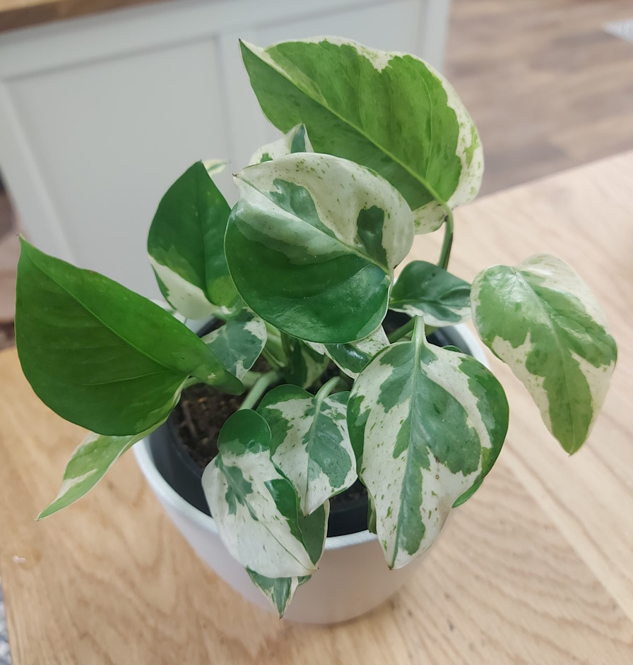 Epipremnum alias Scindapsus ou Pothos Pearl and Jade