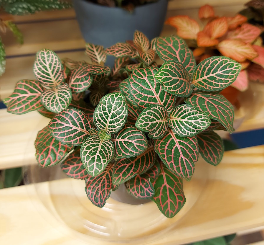 Fittonia