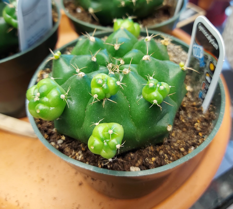 Gymnocalycium Damsii