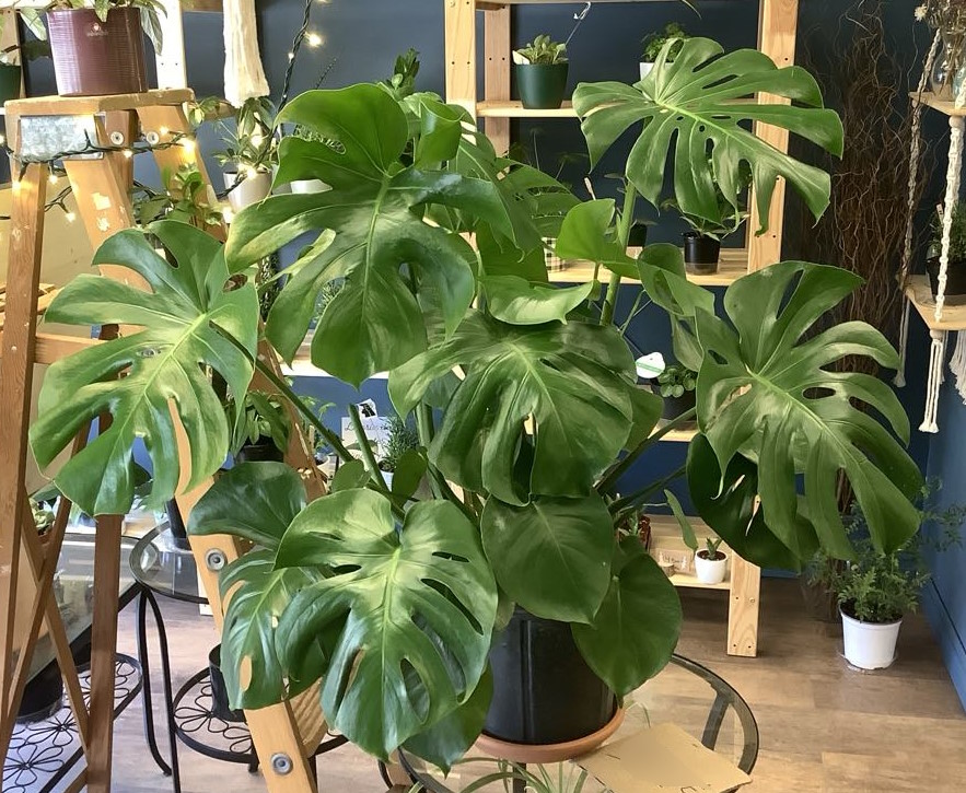 Monstera Deliciosa
