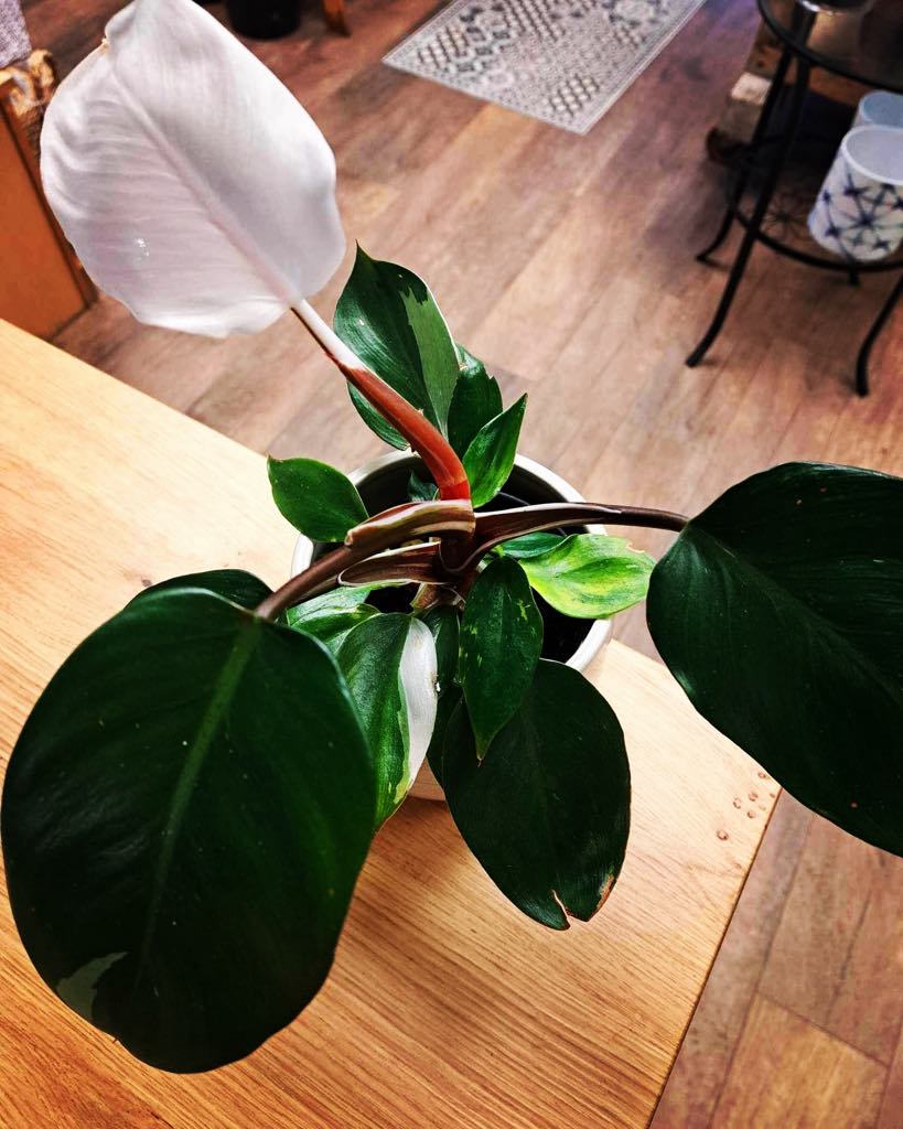 Philodendron White Knight